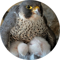 Watch Falcon Webcam